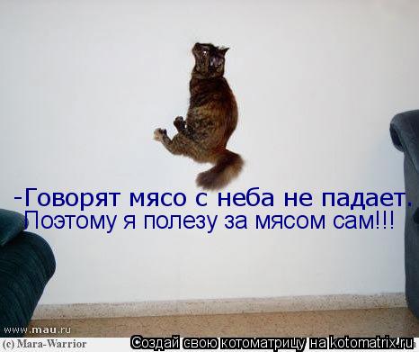 Котоматрица: -Говорят мясо с неба не падает. Поэтому я полезу за мясом сам!!!