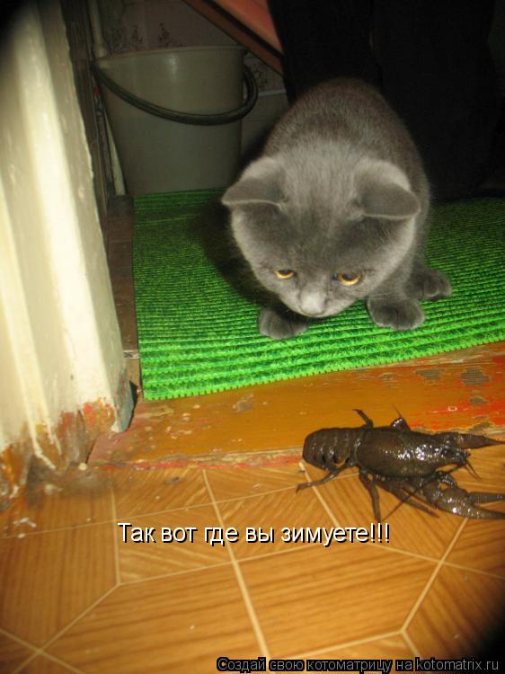 Котоматрица: Так вот где вы зимуете!!!