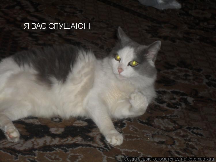 Я ВАС СЛУШАЮ!!!... Котоматрица: Я ВАС СЛУШАЮ!!!