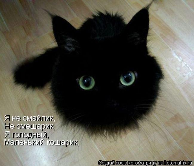 Я не смайлик, Не смешарик, Я голодный, Маленький кошарик,... Котоматрица: Я не смайлик, Не смешарик, Я голодный, Маленький кошарик,