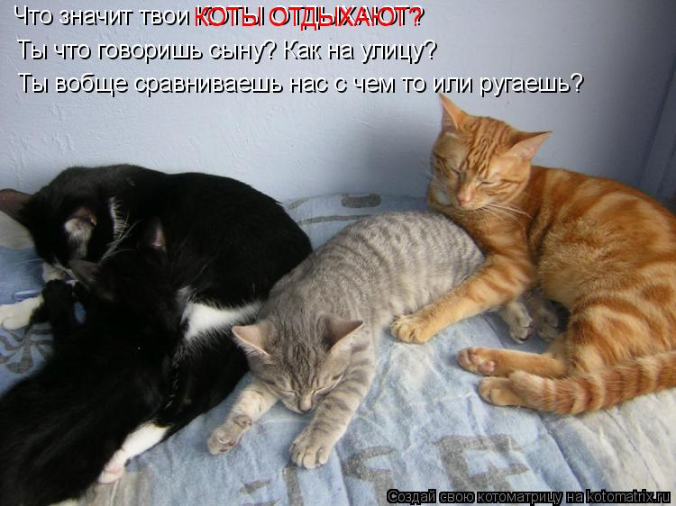 Что значит твои КОТЫ ОТДЫХАЮТ? Ты что говоришь сыну? Как на улицу? Ты вобще сравниваешь нас с чем то... Котоматрица: Что значит твои КОТЫ ОТДЫХАЮТ? Ты что говоришь сыну? Как на улицу? Ты вобще сравниваешь нас с чем то или ругаешь? КОТЫ ОТДЫХАЮТ? КОТЫ ОТДЫХАЮ