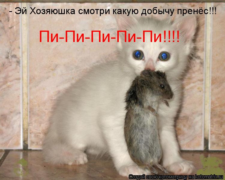 - Эй Хозяюшка смотри какую добычу пренёс!!! Пи-Пи-Пи-Пи-Пи!!!!... Котоматрица: - Эй Хозяюшка смотри какую добычу пренёс!!! Пи-Пи-Пи-Пи-Пи!!!!