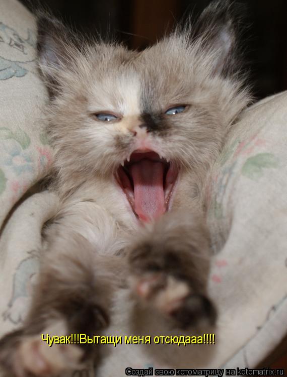 Чувак!!!Вытащи меня отсюдааа!!!!... Котоматрица: Чувак!!!Вытащи меня отсюдааа!!!!
