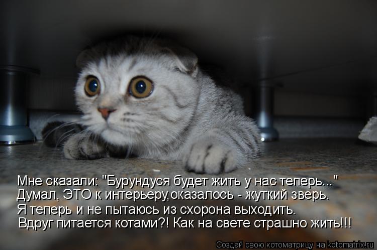 Мне сказали: "Бурундуся будет жить у нас теперь..." Я теперь и не пытаюсь из схорона выходить. Вдруг ... Котоматрица: Мне сказали: "Бурундуся будет жить у нас теперь..." Я теперь и не пытаюсь из схорона выходить. Вдруг питается котами?! Как на свете страшно жит
