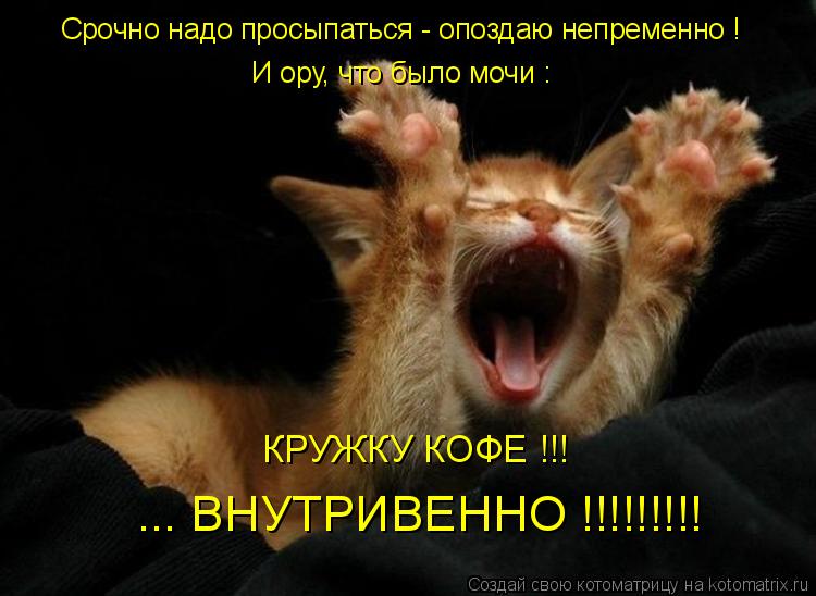 Срочно надо просыпаться - опоздаю непременно ! И ору, что было мочи : КРУЖКУ КОФЕ !!! ... ВНУТРИВЕННО... Котоматрица: Срочно надо просыпаться - опоздаю непременно ! И ору, что было мочи : КРУЖКУ КОФЕ !!! ... ВНУТРИВЕННО !!!!!!!!!