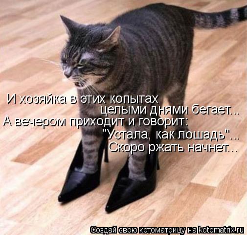 И хозяйка в этих копытах целыми днями бегает... А вечером приходит и говорит: "Устала, как лошадь"..... Котоматрица: И хозяйка в этих копытах целыми днями бегает... А вечером приходит и говорит: "Устала, как лошадь"... Скоро ржать начнет...