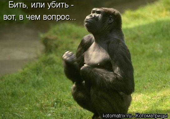 Бить, или убить - вот, в чем вопрос...... Котоматрица: Бить, или убить - вот, в чем вопрос...