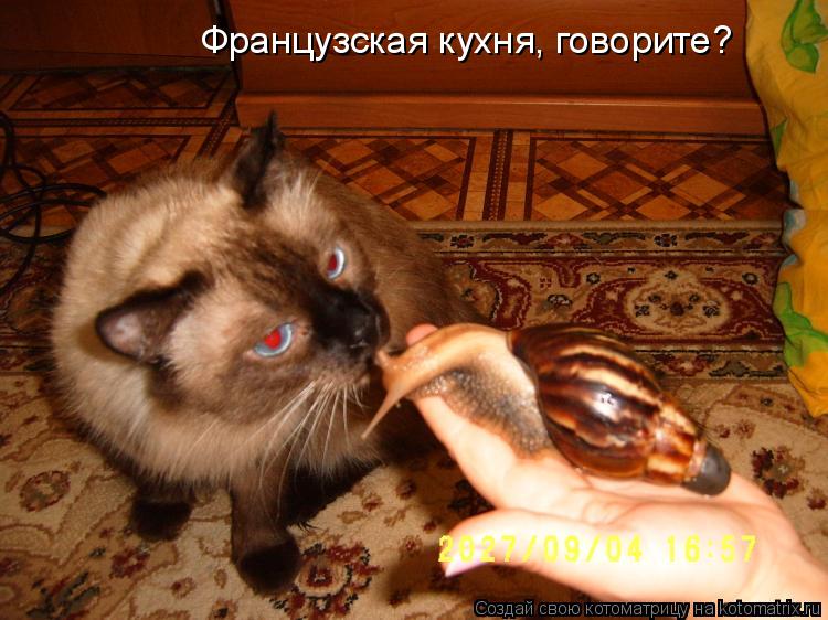 Котоматрица: Французская кухня, говорите?