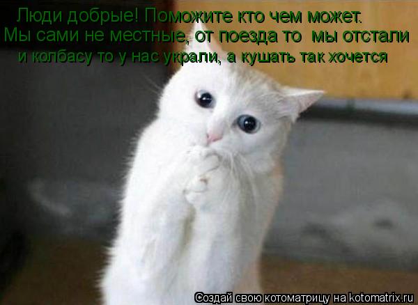 Котоматрица: Люди добрые! Поможите кто чем может.  Мы сами не местные, от поезда то  мы отстали и колбасу то у нас украли, а кушать так хочется