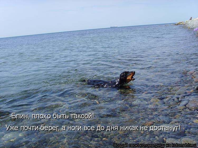 -Блин, плохо быть таксой! Уже почти берег, а ноги все до дня никак не достанут!... Котоматрица: -Блин, плохо быть таксой! Уже почти берег, а ноги все до дня никак не достанут!