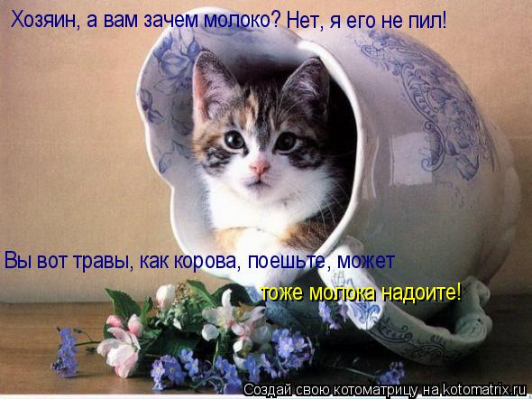 Котоматрица: Хозяин, а вам зачем молоко? Нет, я его не пил! Вы вот травы, как корова, поешьте, может тоже молока надоите!