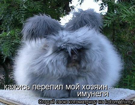 Котоматрица: кажись перепил мой хозяин имунеля ...