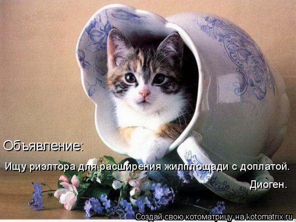 Объявление: Ищу риэлтора для расширения жилплощади с доплатой. Диоген.... Котоматрица: Объявление: Ищу риэлтора для расширения жилплощади с доплатой. Диоген.