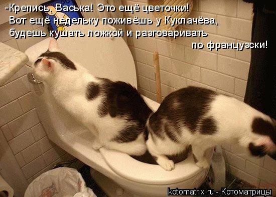 Вот ещё недельку поживёшь у Куклачёва, будешь кушать ложкой и разговаривать по французски! -Крепись, ... Котоматрица: Вот ещё недельку поживёшь у Куклачёва, будешь кушать ложкой и разговаривать по французски! -Крепись, Васька! Это ещё цветочки!