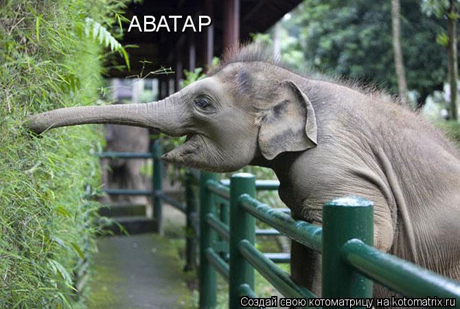 АВАТАР... Котоматрица: АВАТАР