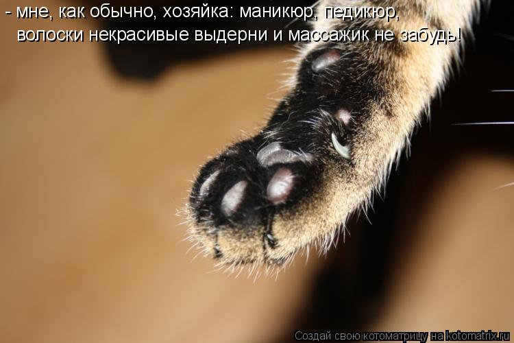 Котоматрица: - мне, как обычно, хозяйка: маникюр, педикюр, волоски некрасивые выдерни и массажик не забудь!