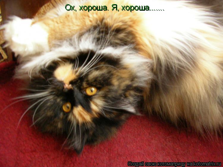 Ох, хороша. Я, хороша.......... Котоматрица: Ох, хороша. Я, хороша.......