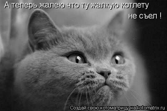 А теперь жалею что ту жалкую котлету не съел !... Котоматрица: А теперь жалею что ту жалкую котлету не съел !