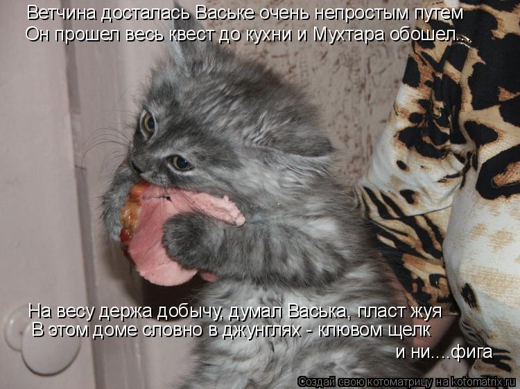 Котоматрица: Ветчина досталась Ваське очень непростым путем Он прошел весь квест до кухни и Мухтара обошел... На весу держа добычу, думал Васька, пласт жу
