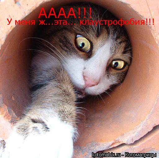 АААА!!! У меня ж...эта... клаустрофобия!!!... Котоматрица: АААА!!! У меня ж...эта... клаустрофобия!!!