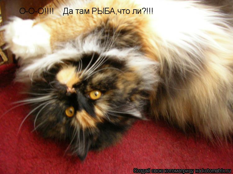 О-О-О!!!! Да там РЫБА,что ли?!!!... Котоматрица: О-О-О!!!! Да там РЫБА,что ли?!!!