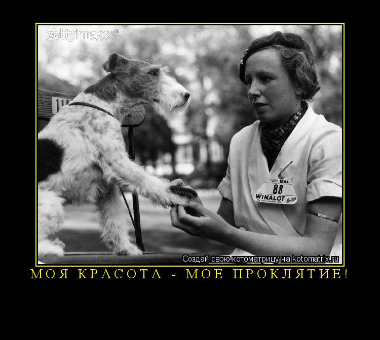Котоматрица: Моя красота - моё проклятие! 