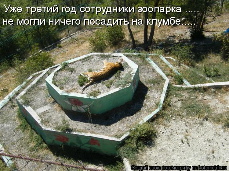 Уже третий год сотрудники зоопарка ..... не могли ничего посадить на клумбе........ Котоматрица: Уже третий год сотрудники зоопарка ..... не могли ничего посадить на клумбе.....