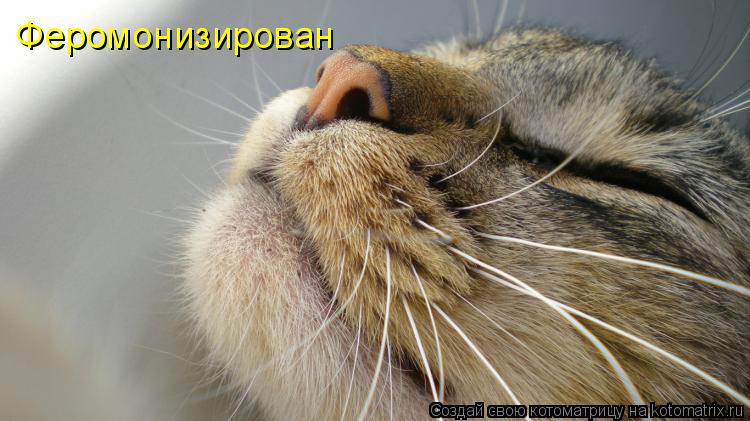 Феромонизирован... Котоматрица: Феромонизирован