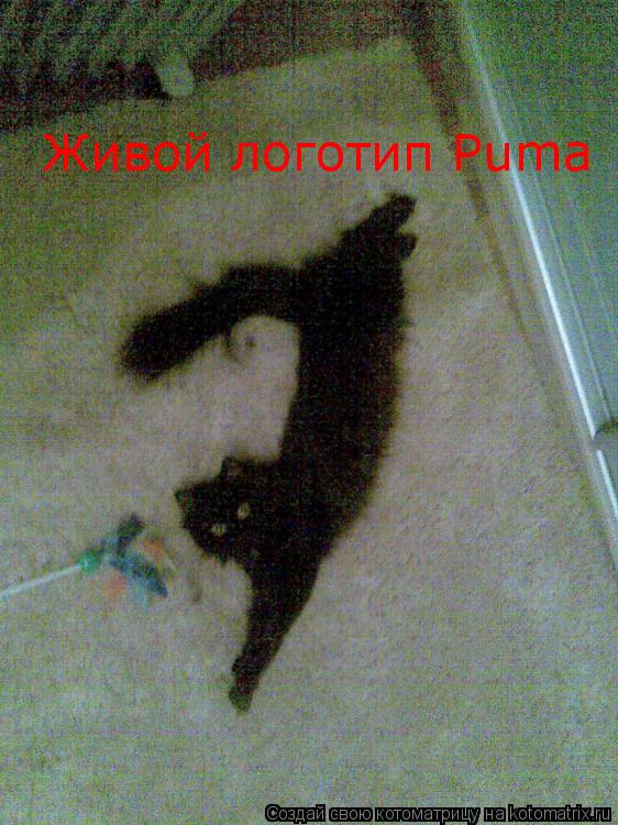 Котоматрица: Живой логотип Puma