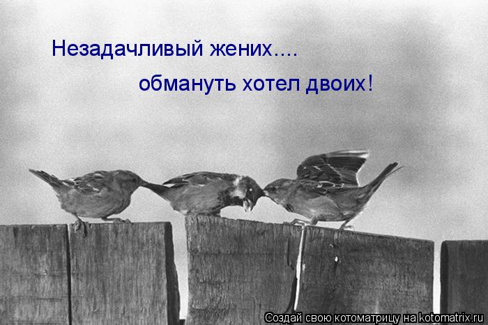 Незадачливый жених.... обмануть хотел двоих!... Котоматрица: Незадачливый жених.... обмануть хотел двоих!