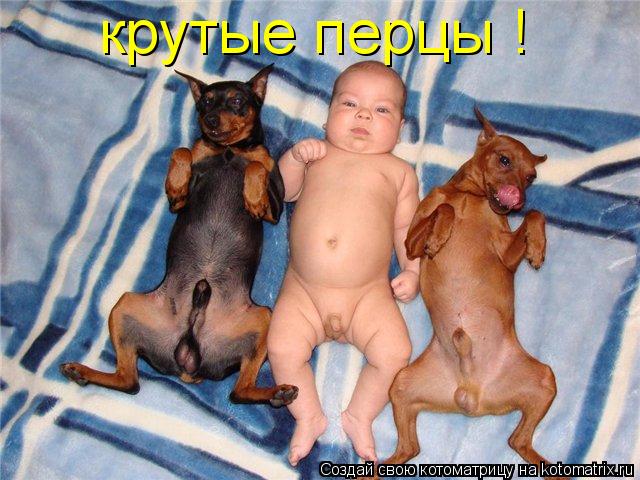 крутые перцы !... Котоматрица: крутые перцы !