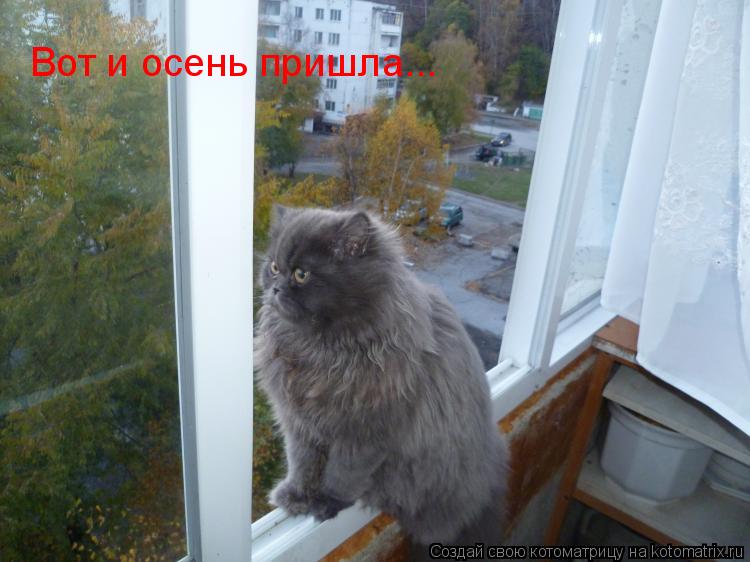 Вот и осень пришла...... Котоматрица: Вот и осень пришла...