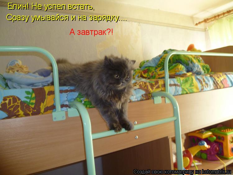 Блин! Не успел встать, Сразу умывайся и на зарядку.... А завтрак?!... Котоматрица: Блин! Не успел встать, Сразу умывайся и на зарядку.... А завтрак?!