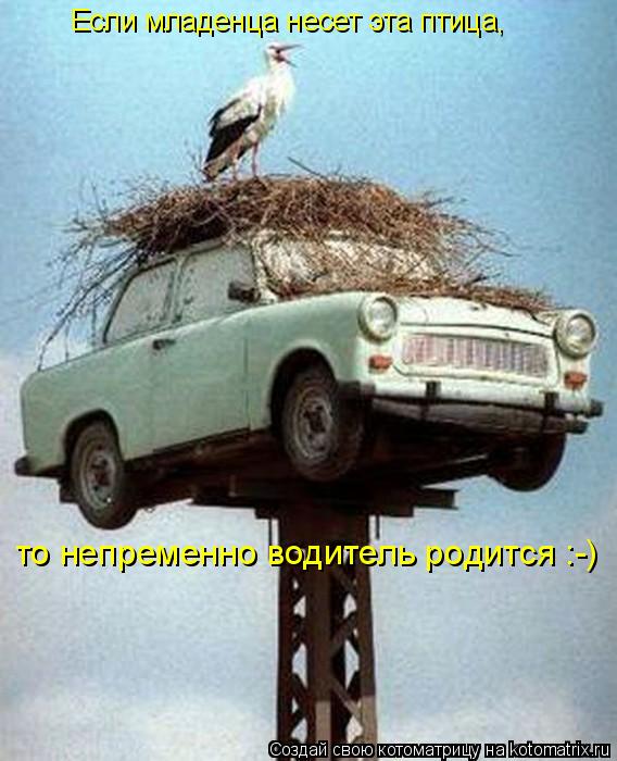 Если младенца несет эта птица, то непременно водитель родится :-)... Котоматрица: Если младенца несет эта птица, то непременно водитель родится :-)