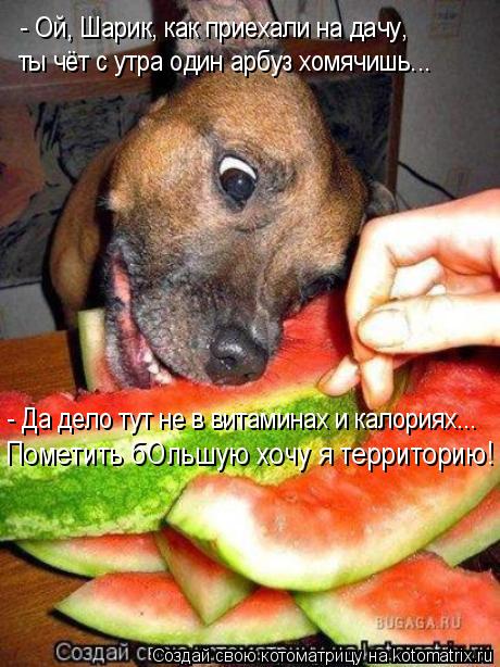 Котоматрица: - Ой, Шарик, как приехали на дачу, ты чёт с утра один арбуз хомячишь... - Да дело тут не в витаминах и калориях... Пометить бОльшую хочу я террито