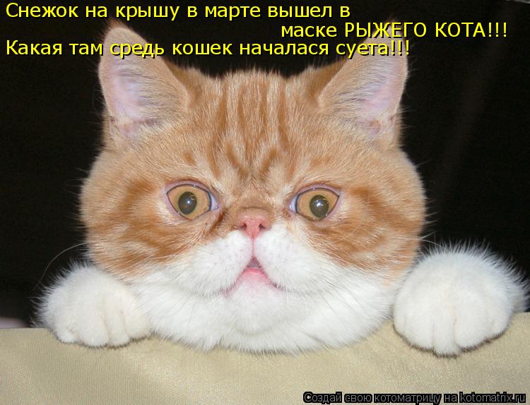Снежок на крышу в марте вышел в маске РЫЖЕГО КОТА!!! Какая там средь кошек началася суета!!!... Котоматрица: Снежок на крышу в марте вышел в маске РЫЖЕГО КОТА!!! Какая там средь кошек началася суета!!!
