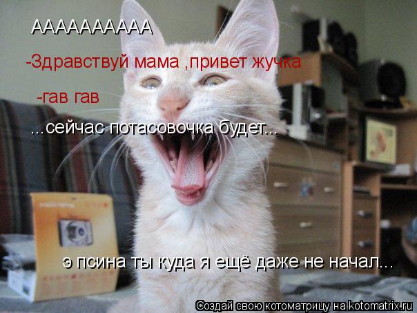 АААААААААА -Здравствуй мама ,привет жучка -гав гав ...сейчас потасовочка будет... э псина ты куда я ... Котоматрица: АААААААААА -Здравствуй мама ,привет жучка -гав гав ...сейчас потасовочка будет... э псина ты куда я ещё даже не начал...