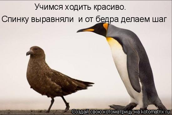 Учимся ходить красиво. Спинку выравняли и от бедра делаем шаг... Котоматрица: Учимся ходить красиво. Спинку выравняли и от бедра делаем шаг
