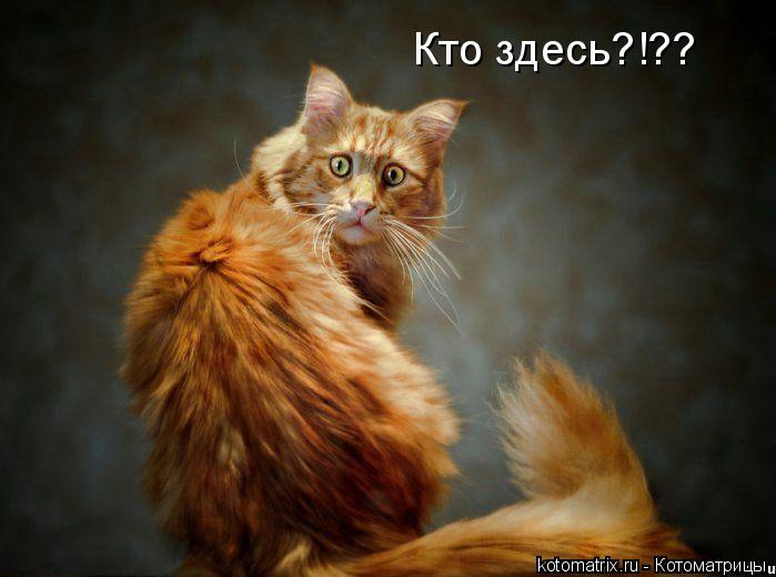 Кто здесь?!??... Котоматрица: Кто здесь?!??