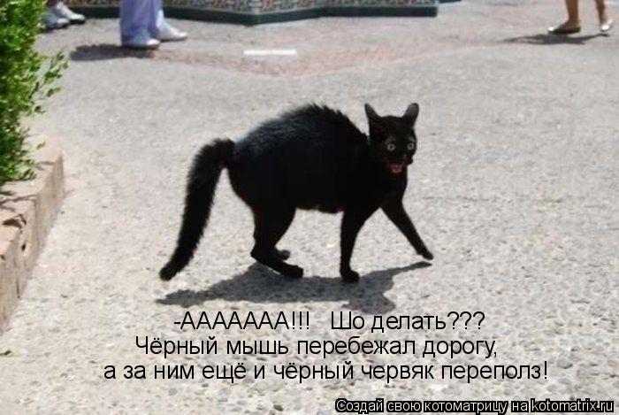 Котоматрица: -ААААААА!!!   Шо делать??? Чёрный мышь перебежал дорогу,  а за ним ещё и чёрный червяк переполз!