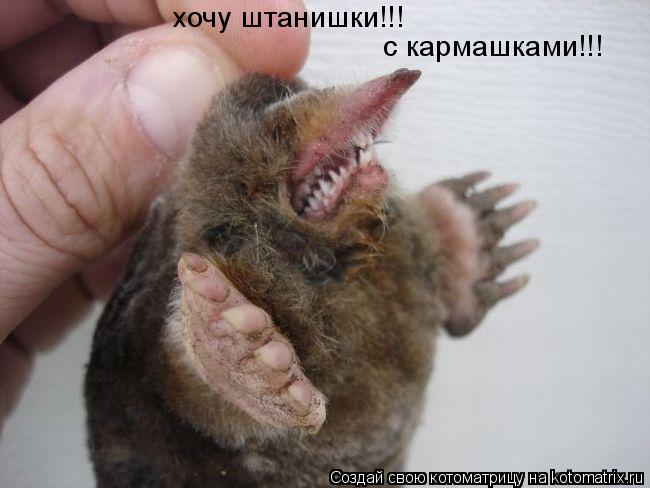 хочу штанишки!!! с кармашками!!!... Котоматрица: хочу штанишки!!! с кармашками!!!