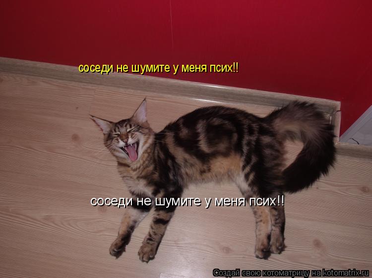 соседи не шумите у меня псих!! соседи не шумите у меня псих!!... Котоматрица: соседи не шумите у меня псих!! соседи не шумите у меня псих!!
