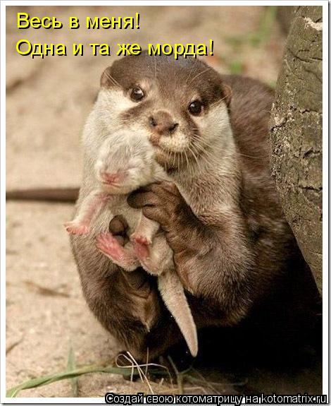 Весь в меня! Одна и та же морда!... Котоматрица: Весь в меня! Одна и та же морда!