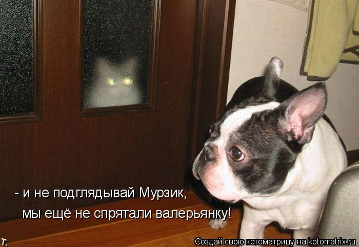 Котоматрица: - и не подглядывай Мурзик,  мы ещё не спрятали валерьянку!