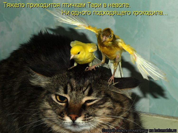 Тяжело приходится птичкам Тари в неволе. Ни одного подходящего крокодила...... Котоматрица: Тяжело приходится птичкам Тари в неволе. Ни одного подходящего крокодила...