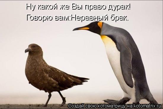Ну какой же Вы право дурак! Говорю вам:Неравный брак.... Котоматрица: Ну какой же Вы право дурак! Говорю вам:Неравный брак.
