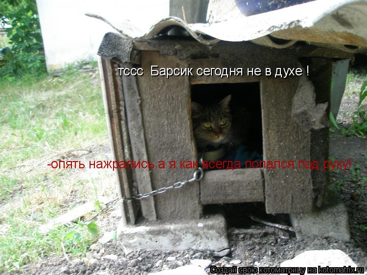 Котоматрица: тссс  Барсик сегодня не в духе ! -опять нажрались а я как всегда попался под руку!