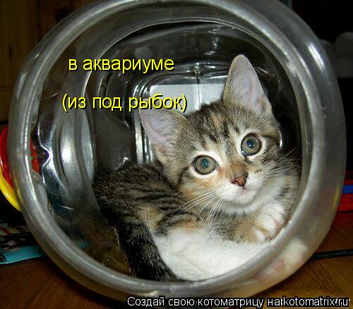 Котоматрица: (из под рыбок) в аквариуме