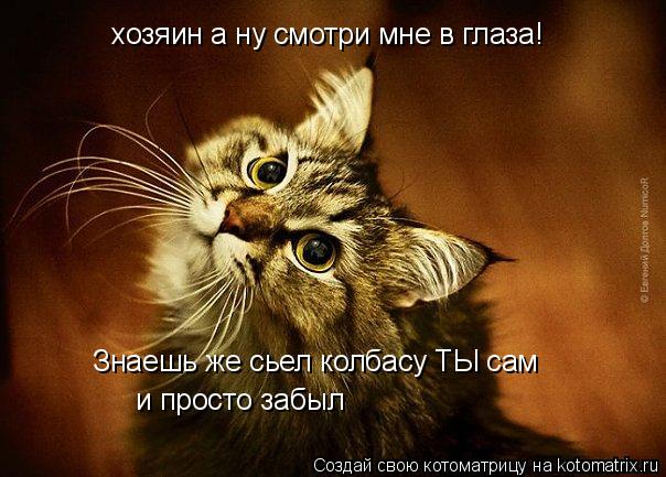 Котоматрица: хозяин а ну смотри мне в глаза! Знаешь же сьел колбасу ТЫ сам и просто забыл