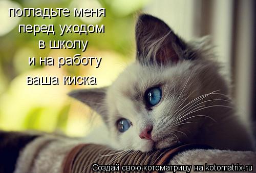 Котоматрица: перед уходом в школу и на работу погладьте меня ваша киска